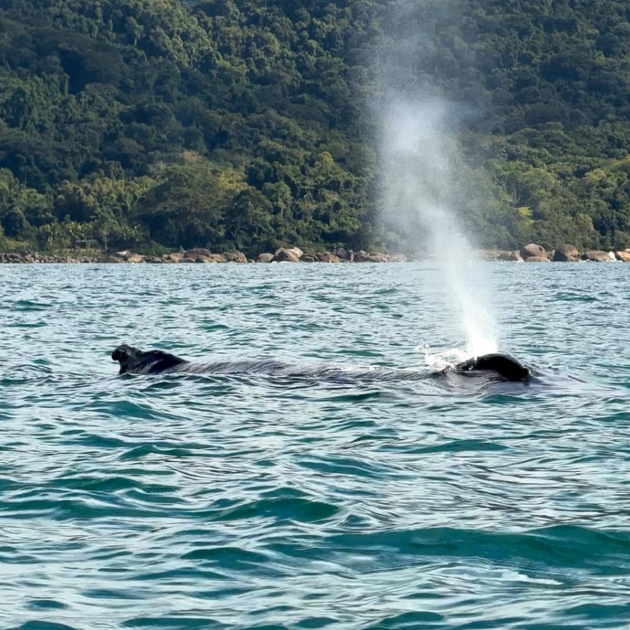 Captura de Tela 2025-10-08 às 11.03.41