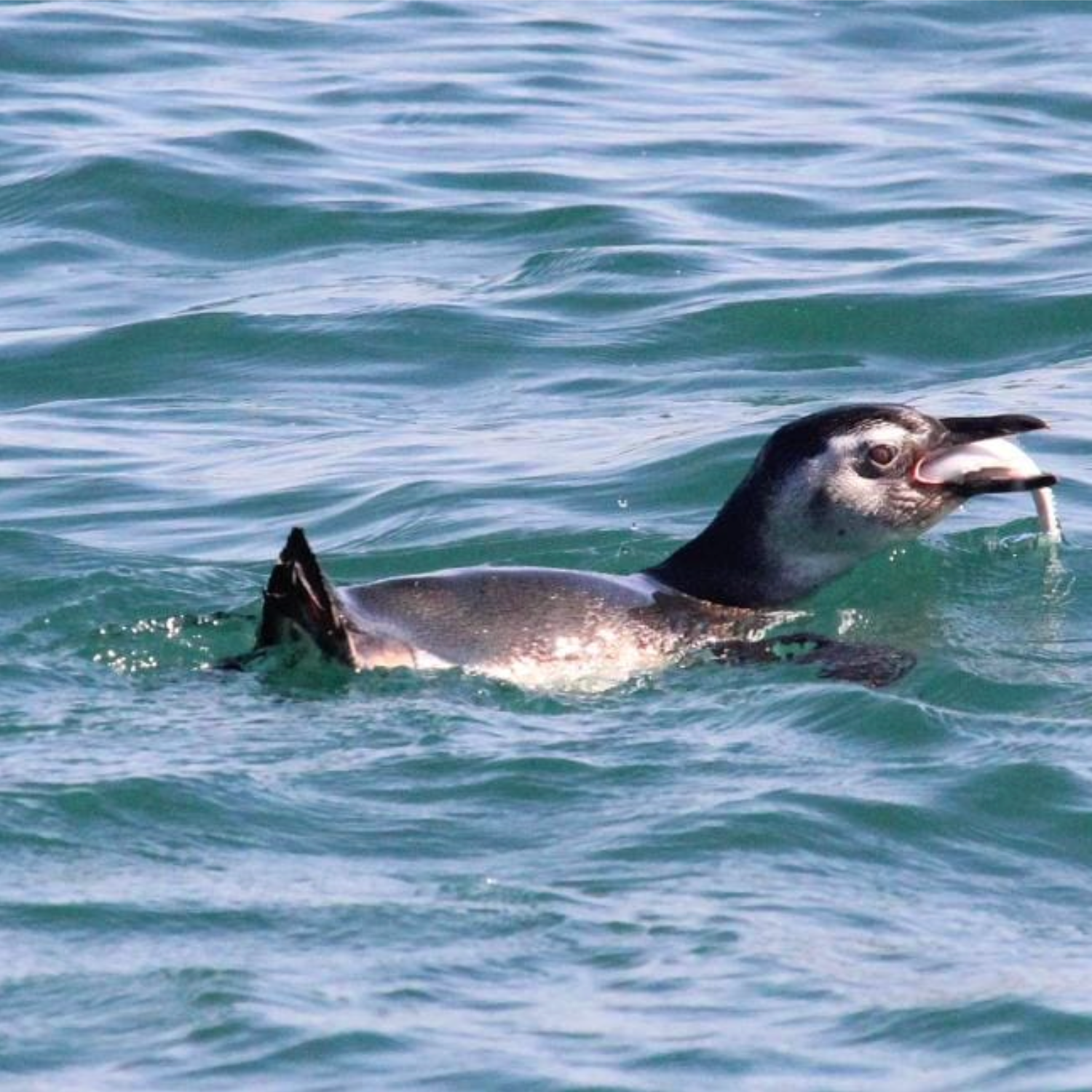 Captura de Tela 2025-10-08 às 11.05.48